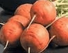 carottes courtes