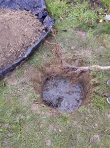 plantation pommier trou terre compost eau