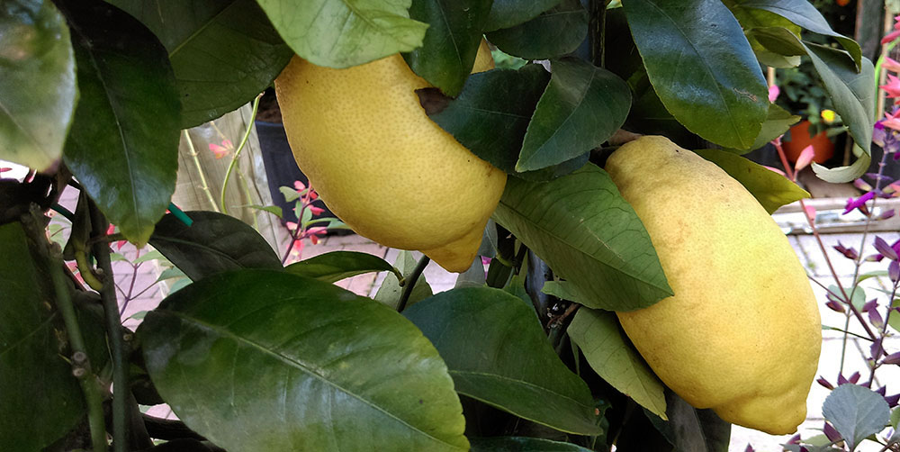 Culture Du Citron Cultiver Un Citronnier En Pot Taille Et Maladies