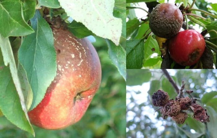 moniliose pomme cerise maladie fruit pourrit