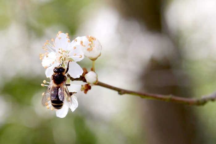 Noire Prunelier abeille butine miel