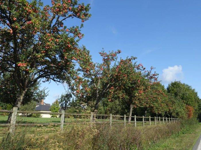 pommier arbre pomme fruit