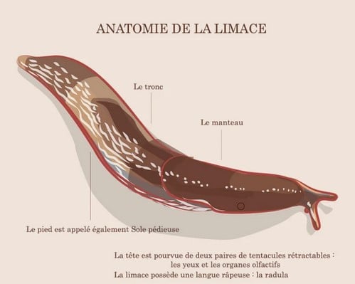 anatomie de la limace