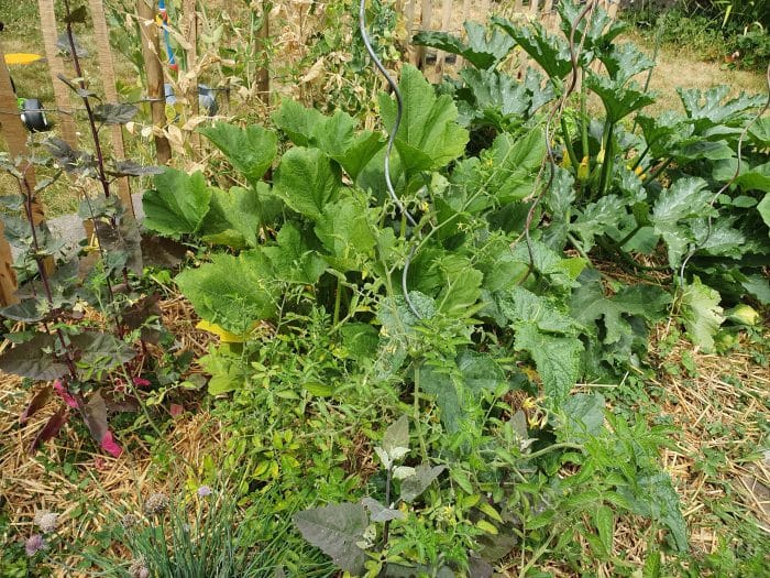 permaculture potager bio