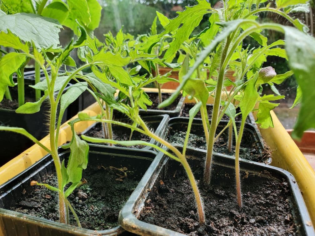 repiquage semis tomates 1