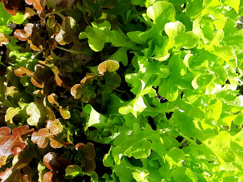 plants salade